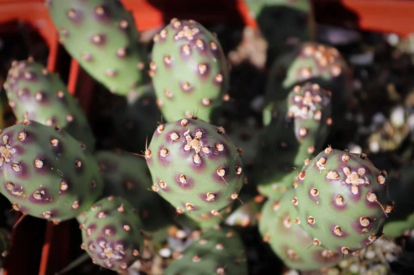 Nahaufnahme der Paddel auf einem Kaktus aus Kaktusfeigen — Stockfoto