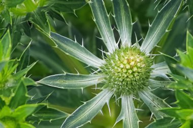 Yeşil çiçek tomurcukları bir Sea Holly bitkisinin üzerinde