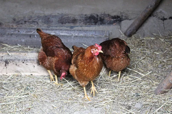 Tres pollos orgánicos de campo libre en un golpe de estado — Foto de Stock