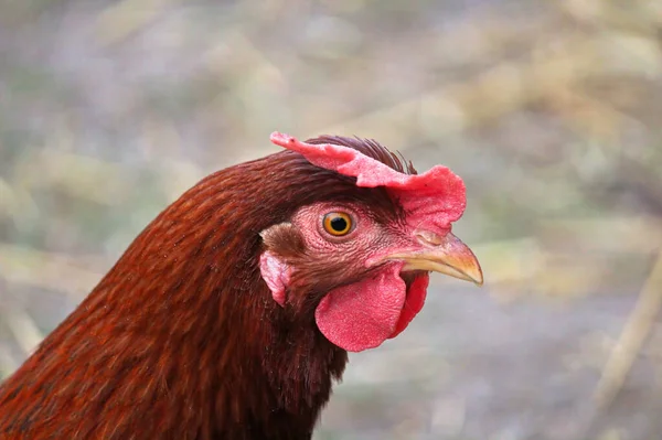Primer plano de una cabeza de pollo marrón y peine — Foto de Stock