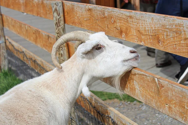 Una cabra billy mirando a través de una cerca de madera — Foto de Stock