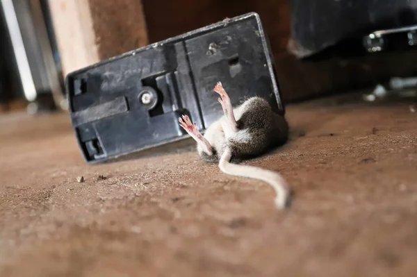 Floor perspective of a dead mouse caught in a trap — Stock Photo, Image