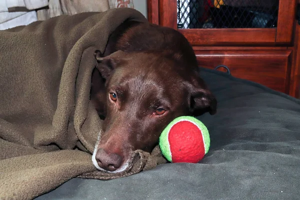 A sad and sick dog not wanting to play with his toys