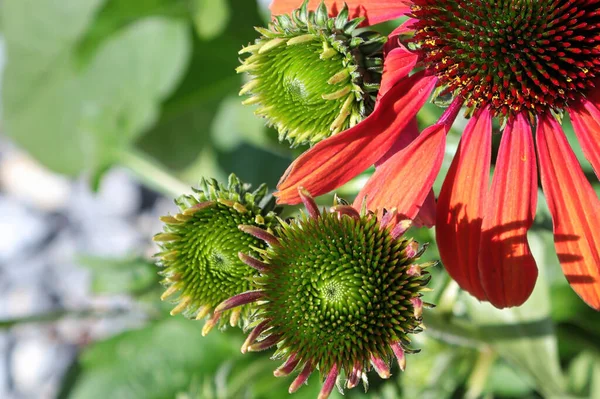 Ungeöffnete Knospen am Sonnenhut im Sommer — Stockfoto