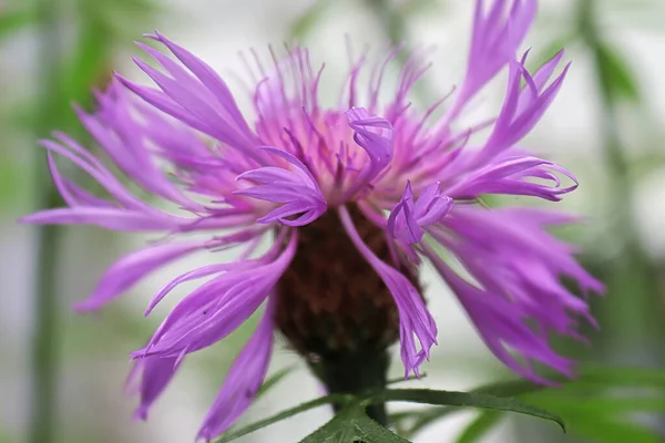 Vista lateral de roxo Cornflowers crescendo no jardim — Fotografia de Stock