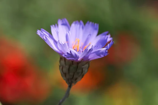 Fundo da vista lateral de um Cornflower roxo — Fotografia de Stock