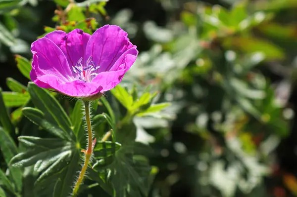 Een enkele roze kransbek geranium in bloei — Stockfoto