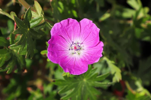 Een enkele roze kransbek geranium in bloei — Stockfoto