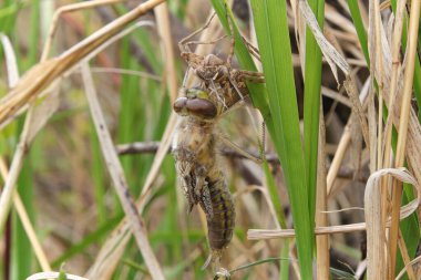 Bir perinin içinden çıkan yusufçuk manzarası.