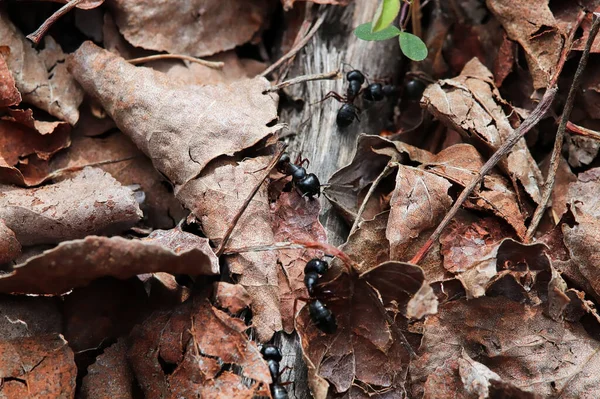 Primer plano de hormigas carpinteras arrastrándose a través de las hojas — Foto de Stock