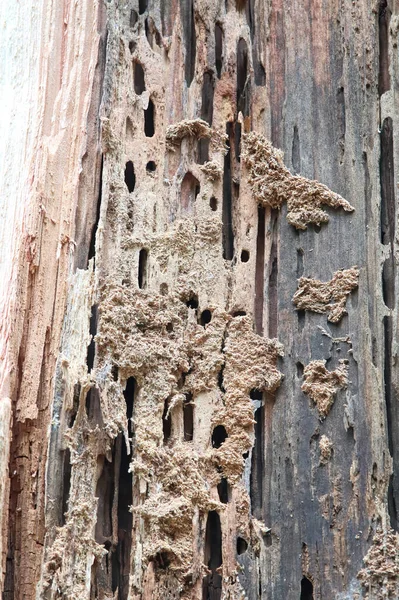 Tunnels chewed into wood by carpenter ants — Stock Photo, Image