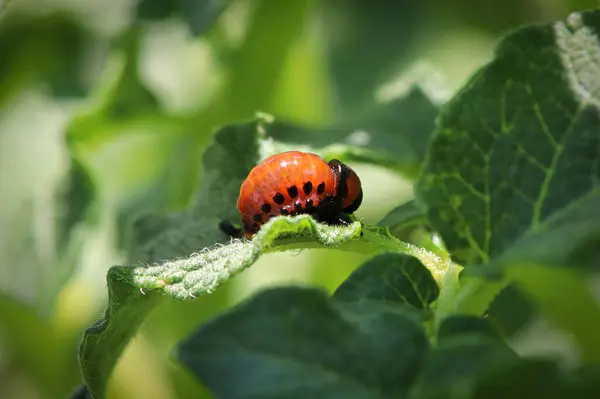 Macro de una larvea de escarabajo de papa naranja — Foto de Stock