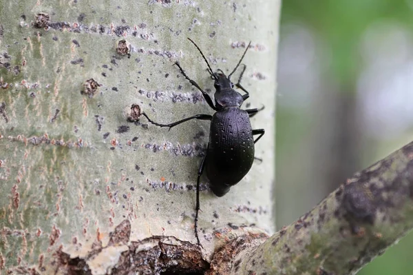 A Purple Rimmed Carabus beetle crawls on a tree trunk — Stock Photo, Image