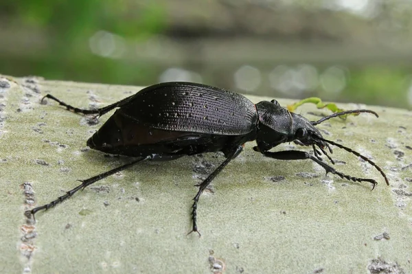 Uno scarabeo rosso porpora striscia su un tronco d'albero — Foto Stock