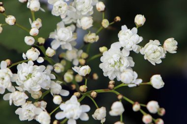 Damla otunun üzerindeki beyaz ve pembe çiçeklerin makro görüntüsü