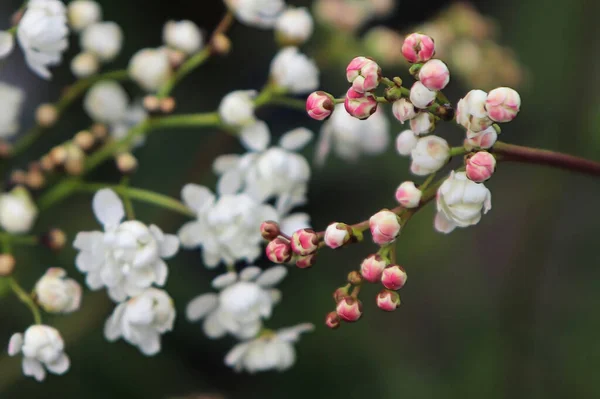Макровид белых и розовых цветков на танцполе — стоковое фото