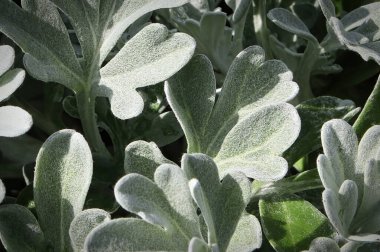 Gümüş bir Brocade fabrikasındaki gümüş yaprakların Macro manzarası