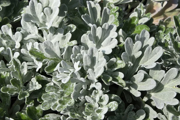 Vista de perto das folhas de prata em uma planta de brocado de prata — Fotografia de Stock