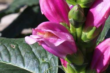 Kaplumbağa başındaki bir bitkide pembe çiçekler açılıyor.