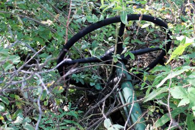 Dallarımı kaplayan eski bir direksiyon.