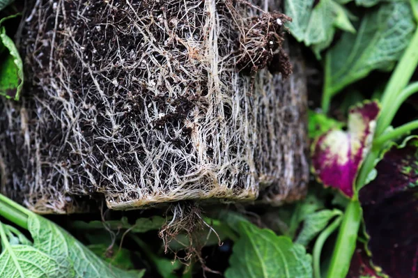 La forma cuadrada de la maceta de raíces en una planta arraigada —  Fotos de Stock