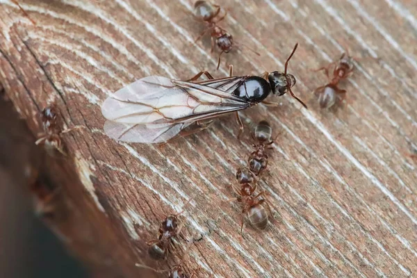 Macro de la reina hormiga de campo de Colorado emergiendo en madera — Foto de Stock