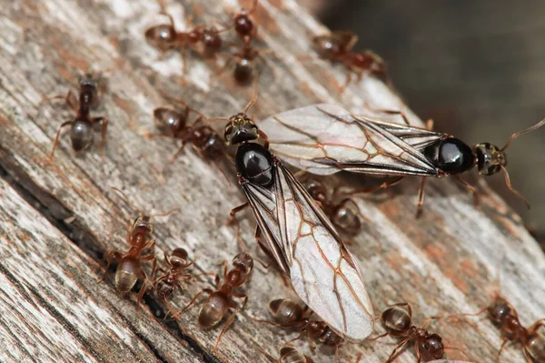 Macro de las reinas hormigas de campo de Colorado emergiendo y descansando sobre madera — Foto de Stock