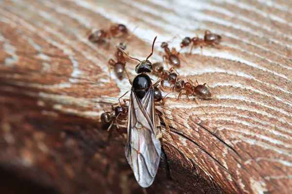 Macro de la reina hormiga de campo de Colorado emergiendo en madera — Foto de Stock