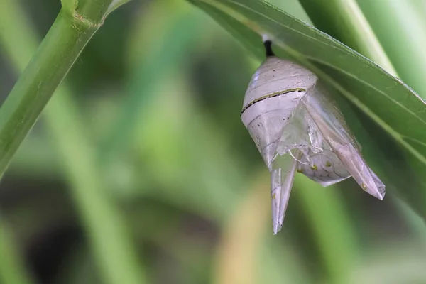 Makro używane chryzantemy od monarchy motyla — Zdjęcie stockowe