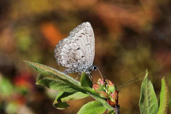 Wiosna Azure Gossamer motyl na pomarańczowym tle — Zdjęcie stockowe