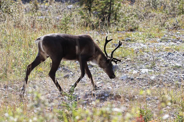 Un craibou camina a lo largo de una abertura cubierta de hierba — Foto de Stock