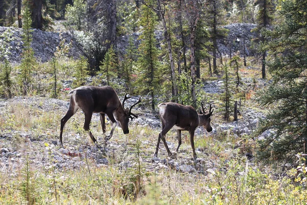 Twee kariboes lopen langs een grazige opening in het wild — Stockfoto