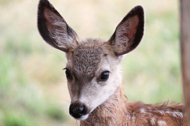 Küçük bir katır geyiği kafasının yakınına.