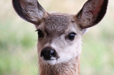 Küçük bir katır geyiği kafasının yakınına.