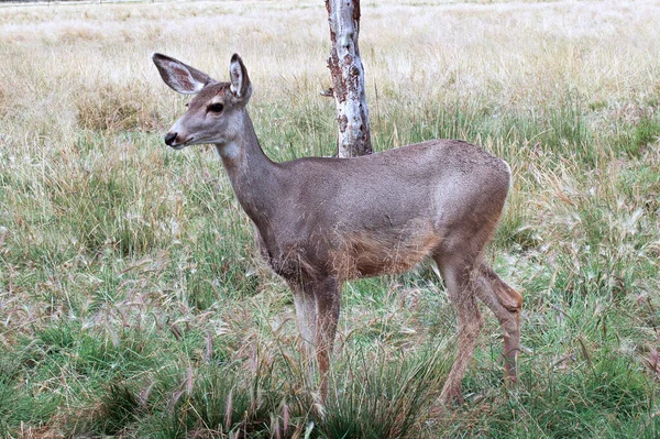 Perfil lateral de una mula hembra ciervo — Foto de Stock