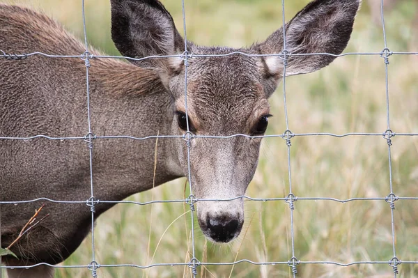 Un ciervo mula hembra mira a través de una cerca de alambre — Foto de Stock