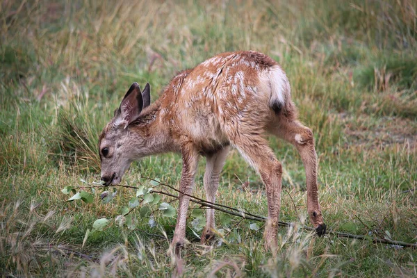 Fechar-se de uma mula minúscula cervo fawn — Fotografia de Stock