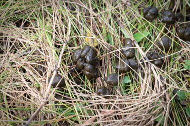Kuru çimenlerde taze geyik dışkısı.
