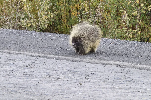 Um porco-espinho gordo caminha para uma estrada — Fotografia de Stock