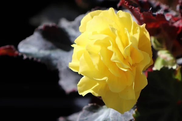 Närbild av en gul begonia växer i trädgården — Stockfoto