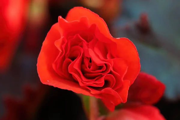 Närbild bakgrund av en röd begonia blomma — Stockfoto