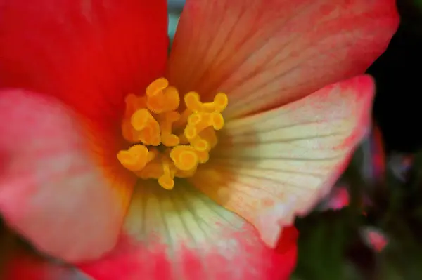 Macro phot of a pink and yellow begonia blossom — Stock Photo, Image
