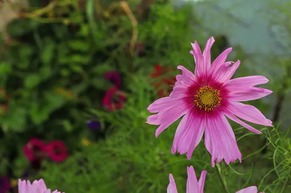 Ein Hintergrund einer rosa Kosmosblume — Stockfoto