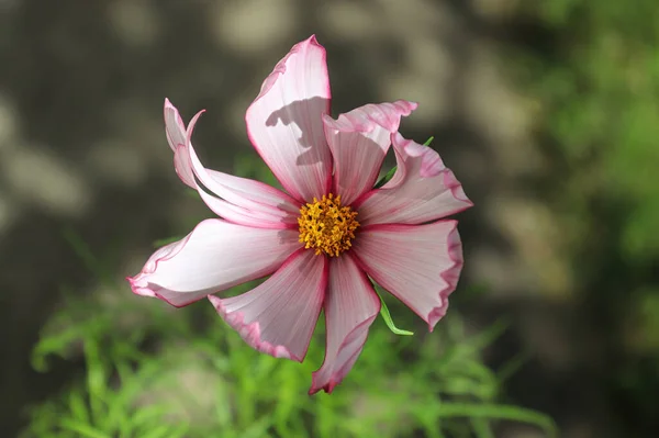 Nahaufnahme einer rosa Kosmos-Blume mit dunklen Rändern — Stockfoto