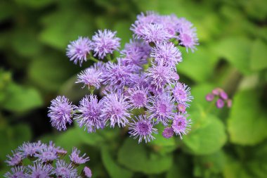 Closeup of the pink flowers on a ageratum plant clipart