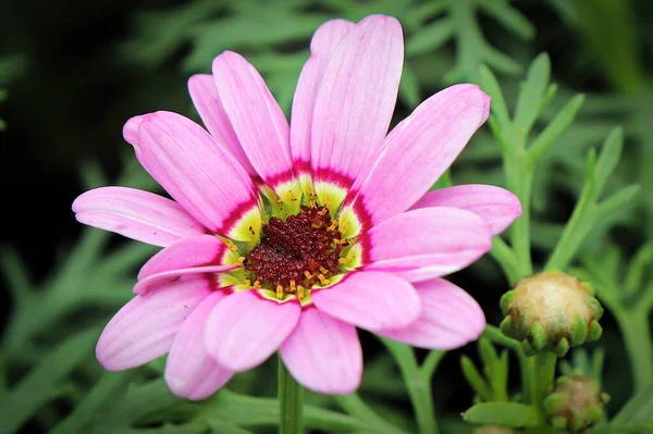 Makroaufnahme einer rosa und gelben Gänseblümchenblümchen-Blume — Stockfoto