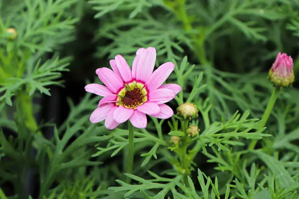 Nahaufnahme einer rosa und gelben Gänseblümchenblümchen-Blume — Stockfoto