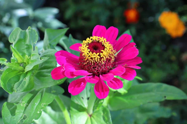 葉に対するピンクジニアの花の閉鎖 — ストック写真
