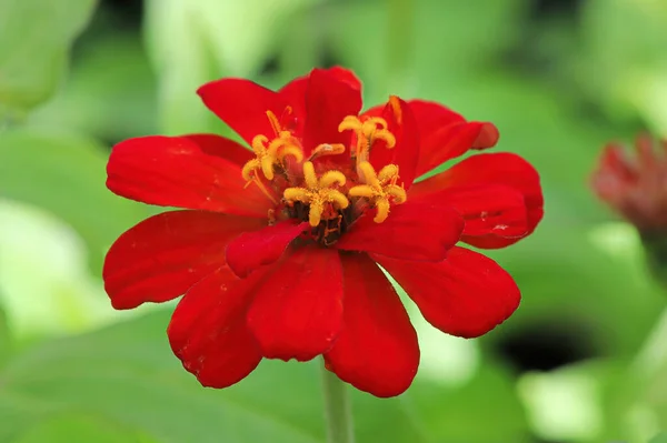 Fechar-se de uma flor zinnia vermelha contra um fundo verde — Fotografia de Stock