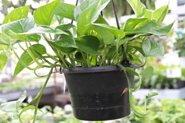 Siyah bir tencerede asılı bir pothos bitkisi manzarası